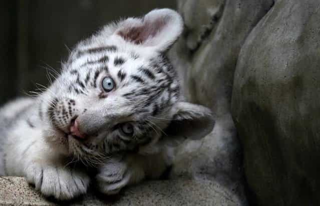 An Indian white tiger cub rests at the Liberec Zoo in the Czech Republic on September 8, 2012. Three rare white tigers were born there on July 1, 2012. (Photo by Petr Josek/Reuters)