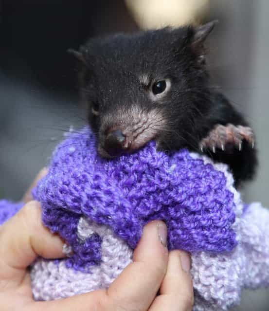 A Tasmanian devil cub tries to bite his way out of a small bag during an event marking the National Endangered Species Day in Sydney, Australia, September 7, 2012. The National Threatened Species Day is a community action and an education event aimed at highlighting vulnerable Australian animals and and what can be done in our daily lives to save them. (Photo by Rob Griffith/AP Photo)