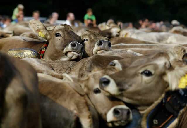 Cows are held in a cattle pen during the traditional [Almabtrieb] near Munich, Bavaria, on September 11, 2012. At the end of the summer season, farmers move their herds down from the Alps to the valley and into winter pastures. (Photo by Michael Dalder/Reuters)