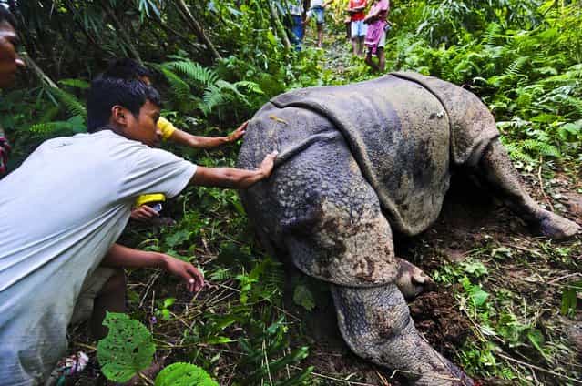 Villagers look at a wounded one-horned rhinoceros that was shot and dehorned by poachers near Kaziranga National Park in India, on September 16, 2012. Veterinarians were struggling to keep the animal alive. (Photo by Associated Press)