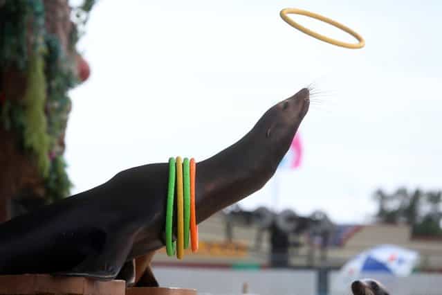Zoey, a sea lion, catches a plastic ring round her neck as she performs as part of the Sea Lion Splash show September 7, 2012, in Gottschalk Park at the Kansas State Fair in Hutchinson, Kan. (Photo by Travis Morisse/AP Photo)