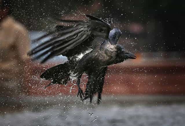 A crow takes off after drenching itself in a roadside fountain on September 7, 2012 in New Delhi, India. (Photo by Saurabh Das / AP Photo)