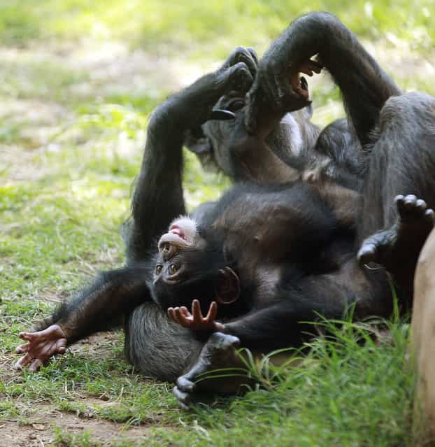Chimpanzee Ruben plays on his surrogate mother, Kito, at the Oklahoma City Zoo in Oklahoma City, September 17, 2012. Ruben's mother, Rukiya, died just 24 hours after giving birth during a medical procedure. After being hand-raised at Tampa's Lowry Park Zoo, 7-month-old Ruben arrived at the Oklahoma City Zoo on July 30, 2012, and is slowly being introduced to the other members of his chimp family. (Photo by Sue Ogrocki/AP Photo)