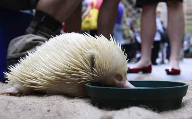 An echidna eats during a National Threatened Species Day event, held in central Sydney on September 7, 2012. (Photo by Daniel Munoz/Reuters)
