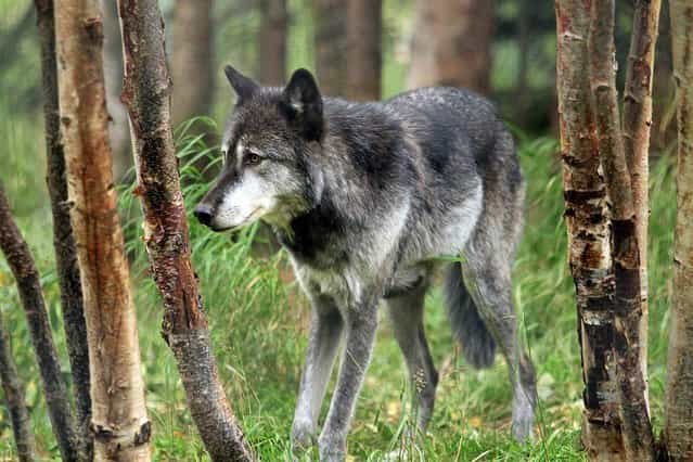 Denali, a male gray wolf, walks between trees at the Alaska Zoo, on September 5, 2012 in Anchorage, Alaska. The 6-year-old wolf is one of two candidates for Zoo [president] in a fundraiser that matches the timing of the U.S. presidential race. He's running against Ahpun, a polar bear, and ballots are $1. (Photo by Dan Joling/AP Photo)
