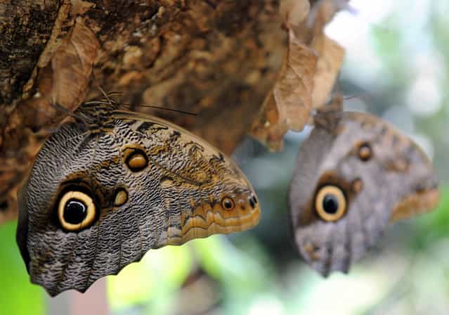 Two newly hatched owl butterflies hang from their cocoons in one of the green houses of the science center [Botanika] at the Rhododendron Park in Bremen, northern Germany, on September 7, 2012. More than 40 species of butterflies can seen at [Botanika] from September 8, 2012 to March 10, 2013. (Photo by Ingo Wagner/AFP)