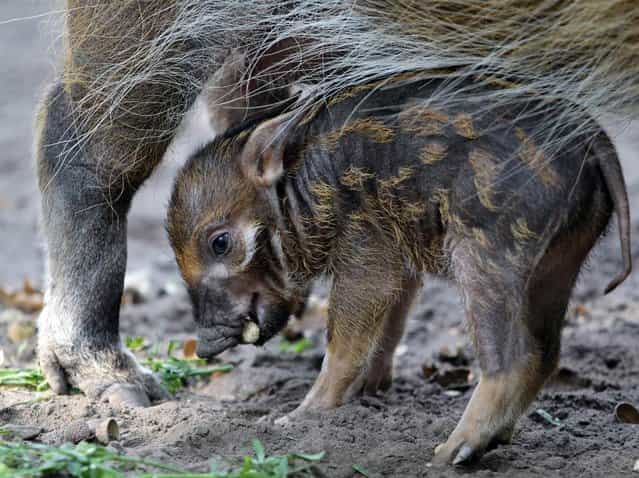 Red river hog baby Tonka stands near its mother on September 18, 2012, at the Zoologischer Garten in Berlin. (Photo by Ole Spata/AFP)