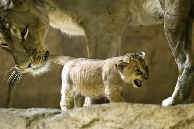 Lion mother Layla holds one of her two babies by the tail in their enclosure at the Zoo in Dresden, eastern Germany, on September 6, 2012. Two five-week old lion babies were presented to the public for the first time. (Photo by Arno Burgi/AFP)