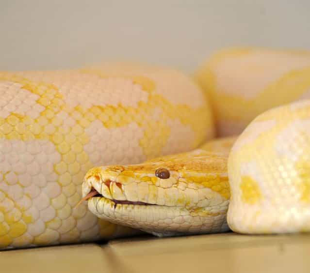 Banana, a 16-foot female albino Burmese python gets readjusted to her old surroundings on the floor of a bathroom at the home of Jana and Gary Saurage in Beaumont, Texas, on September 17, 2012. She went missing from her cage at Fannett wildlife park for more than five months, and a new enclosure is now being built for her. (Photo by Dave Ryan/AP Photo)