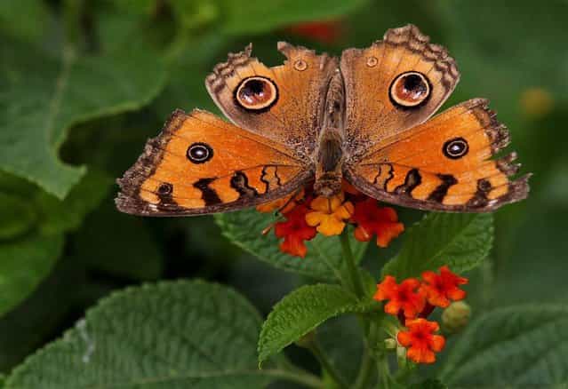 A peacock pansy butterfly perches on a plant after a brief spell of rain at Lodhi Garden in New Delhi, India, on September 17, 2012. (Photo by Harish Tyagi/EPA)