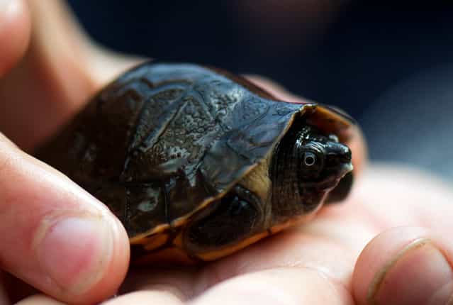 A keeper holds a Bornean river turtle (Orlitia borneensis) as it is presented to the media on September 18, 2012 at the Zoo in Dresden, eastern Germany. The animal hatched from one of nine eggs laid in April 2012. The eggs were put in an incubator, and between mid-August and the beginning of September, baby turtles hatched from all eggs. Eight of the animals survived the first critical days. According to the Zoo, it is the first breed of this turtle species in Germany. (Photo by Arno Burgi/AFP)