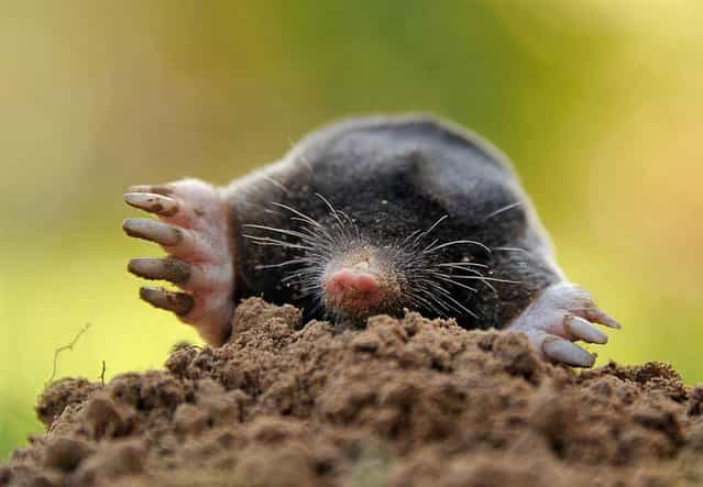 A picture taken on September 15, in Godewaersvelde, northern France, shows a mole burrowing through dirt. (Photo by Philippe Huguen/AFP Photo)