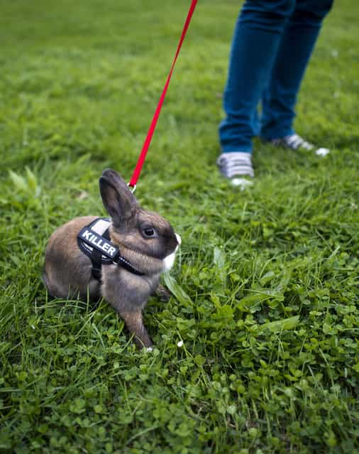 A rabbit wearing a harness with the imprint [Killer] is walked in during a pet fair Dresden, estern Germany, on September 5, 2012. (Photo by Arno Burgi/AFP)