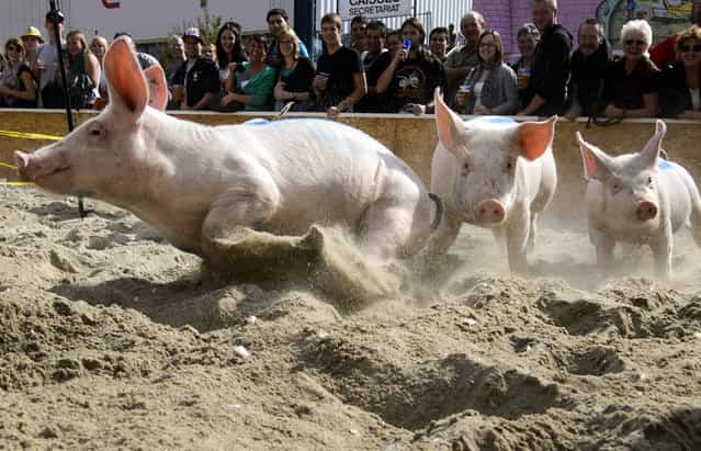 Pigs from the team [Rapid pigs from the Jorat] round the track during their race on September 16, 2012 at the Swiss fair [Comptoir Suisse] in Lausanne, Switzerland. (Photo by Fabrice Coffrini/AFP)