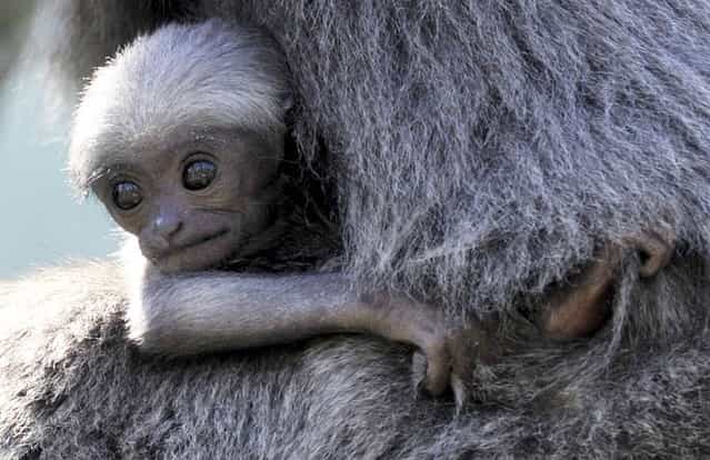 A baby silvery gibbon clings to its mother Pangrango (age 15) at the Hellabrunn Zoo in Munich, Germany, on September 14, 2012. The baby primate was born on August 19, 2012. (Photo by Frank Leonhardt/Zuma Press)