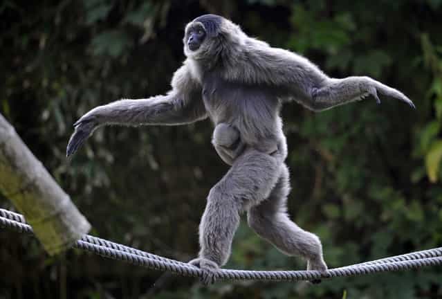 Female silvery gibbon Pangrango balances with her four week-old baby on ropes in their compound at the Hellabrunn Zoo in Munich, southern Germany, September 14, 2012. (Photo by Uwe Lein/AP Photo)