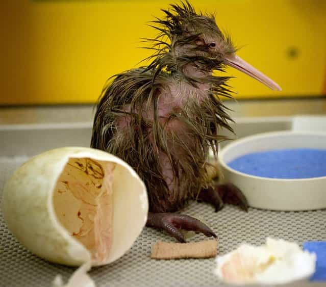 A kiwi chick hatches at Auckland Zoo in New Zealand on September 12, 2012. (Photo by Greg Bowker/AP Photo)