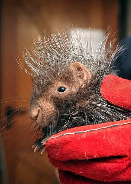 A baby porcupine gets his first check-up at the Chester Zoo in England. Two African crested porcupines, named Stempu and Noko, were born to mom Roxie and dad Nungu in September. Keepers gave the duo physical examinations, inserted microchips and took their weights during the routine checks. (Photo by Steve Rawlins/Chester Zoo)