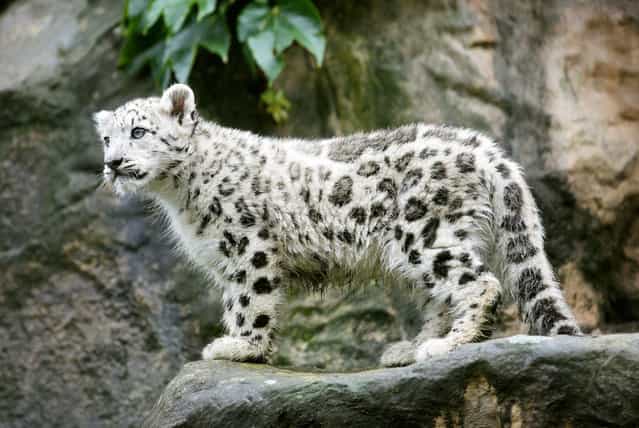 A young snow leopardin its enclosure at the Zoo in Cologne, Germany, 13 September 2012. Two young snow leopards [Nuri] and [Samira] were born on 29 May 2012 and now weigh seven and eight kg.(Photo by Rolf Vennenbernd/EPA)