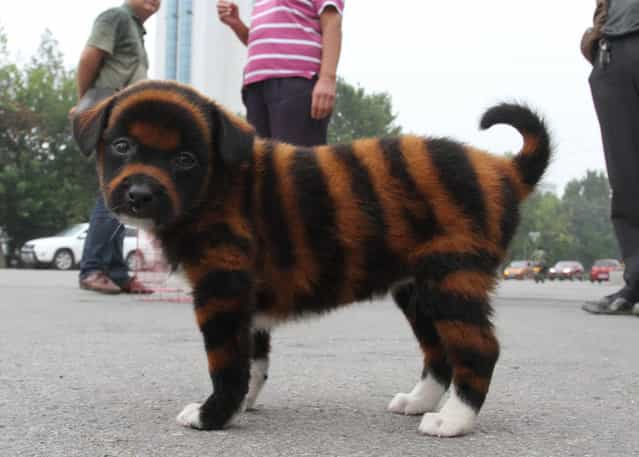 A woman sells a painted dog in the street on September 12, 2012 in Shangqiu, Henan Province of China. (Photo by Zuma Press)