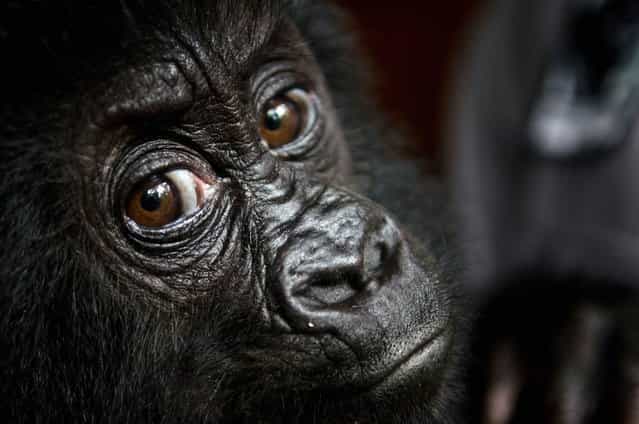 Isangi, a 9-month-old Grauer's gorilla, is moved to Virunga National Park headquarters in the Congo on September 19, 2012. The gorilla, who was rescued with another gorilla by wildlife authorities, was kidnapped from his family in the wild. The pair will be quarantined for a month and then moved to the Grace Center for Rescued Gorillas in east central Africa. (Photo by Luanne Cadd/AFP)