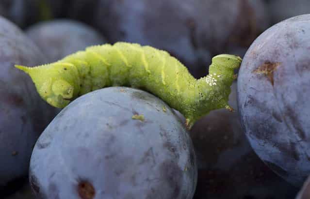 A large sphinx moth caterpillar climbs over a bin of freshly picked plums on a farm near Roseburg, Ore., on September 23, 2012. (Photo by Robin Loznak)