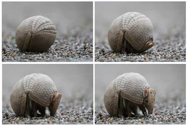 A three-banded armadillo unrolls itself from a ball at a zoo in Rio de Janeiro, Brazil on September 20, 2012. (Photo by Marcelo Sayao/EPA)