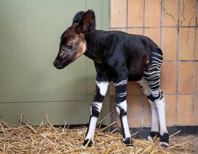 A male okapi, Nkosi, who was born last weekend at the Antwerp Zoo in Belgium, stands in his enclosure on September 20, 2012. Okapis live in northwestern Democratic Republic of Congo and are on the list of endangered species. (Photo by Johan Verhulst/AFP)