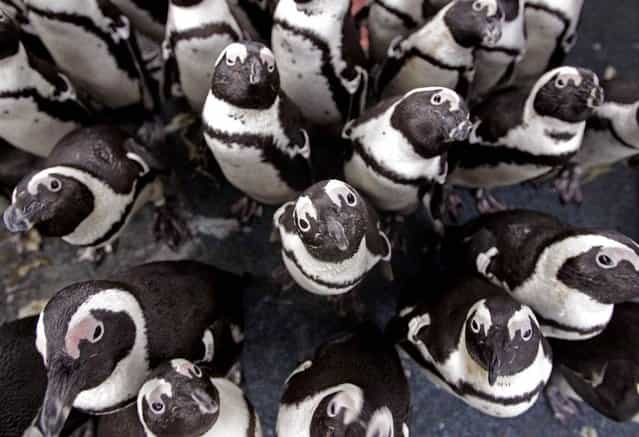 African penguins gather to keep warm as others are fed sardines by staff at the South African Foundation for the Conservation of Coastal Birds. Some 200 penguins were recently found covered in oil on Robben Island in Cape Town, South Africa, on September 20, 2012 following a spillage by a stricken bulk carrier. They are now being cared for by the foundation as they recuperate. (Photo by Schalk Van Zuydam/AP)
