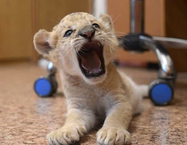 Female liliger cub Kiara, a hybrid between a lion and a ligress, roars at the Novosibirsk Zoo in eastern Siberia, on September 19, 2012. Born over a month ago, Kiara is the world's first female liliger, according to Zoo officials. Kiara's mother, Zita, stopped producing milk almost immediately after giving birth, so Zoo employees placed Kiara in a separate facility and feed her with a special milk mix. (Photo by Ilnar Salakhiev/AP Photo)