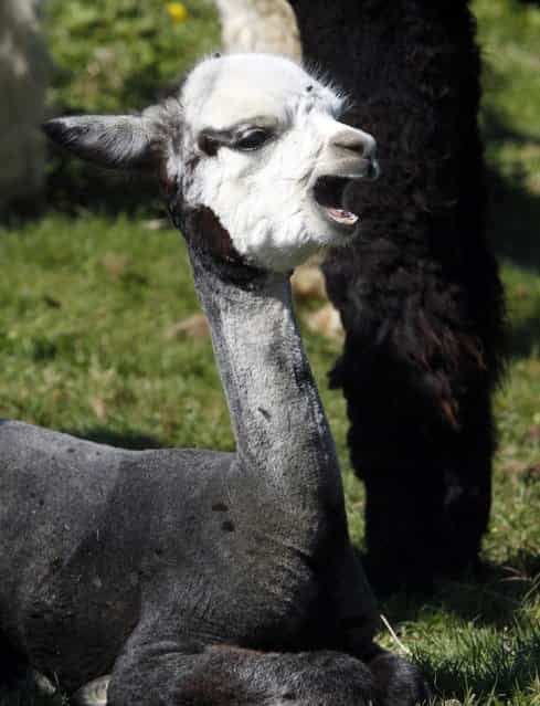 A young alpaca yawns while taking a rest in a pasture on September 12, 2012 in Albany, Vermont. (Photo by Toby Talbot/AP Photo)