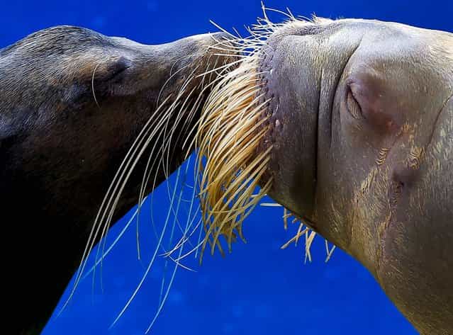 A California sea lion and a walrus kiss each other during a show at the Hakkeijima Sea Paradise aquarium-amusement park complex in Yokohama, southwest of Tokyo, Japan, on September16, 2012. (Photo by Itsuo Inouye/Associated Press)