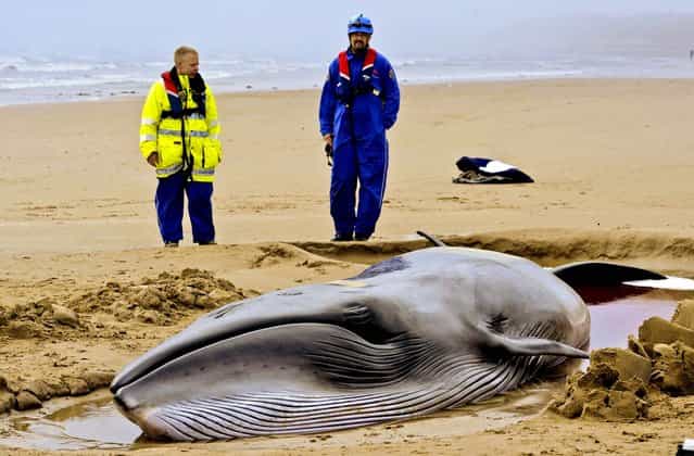 A rescue team looks at a 26-foot Minke whale that washed up on shore from gale force winds and high seas in Druridge Bay, England, on September 26, 2012. The whale is alive but in a poor condition, the British Divers Marine Life Rescue charity said. (Photo by Owen Humphreys/PA)