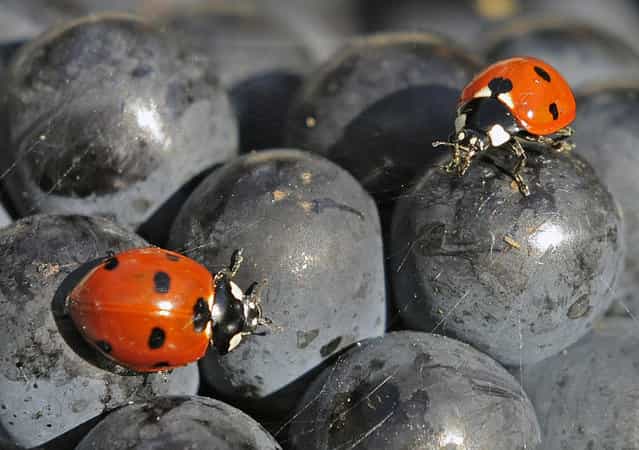Ladybirds (Coccinellidae) walk on the fruit during the harvest of Burgundy grapes on a vineyard of the Thueringer Weingut Bad Sulza near Sonnendorf, central Germany, September 19, 2012. With the beginning of autumn the harvest has started in the vineyards in the Saale-Unstrut area. The viticulture in the Saale-Unstrut-district has a tradition of more than 800 years. (Photo by Jens Meyer/AP Photo)