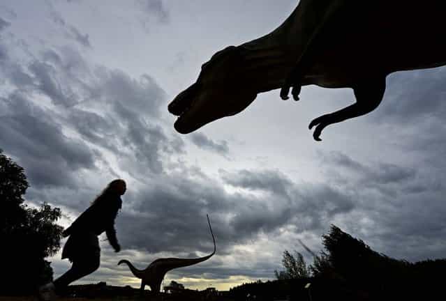 A child walks between the dinosaurs in the exhibition [World of Dinosaurs] in Hohenfelden near Erfurt, Germany, on September 25, 2012. The exhibition shows 65 models of 56 species of dinosaurs. (Photo by Jens Meyer/Associated Press)