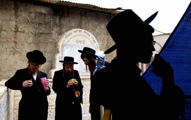 In Jersusalem, Ultra Orthodox Jewish men check etrogs, a lemon-like citrus fruit, for blemishes to determine if is ritually acceptable before buying it as one of four items used as symbols during Sukkot, also known as the Feast of the Tabernacles, on September 30, 2012. (Photo by Sebastian Scheiner/Associated Press)