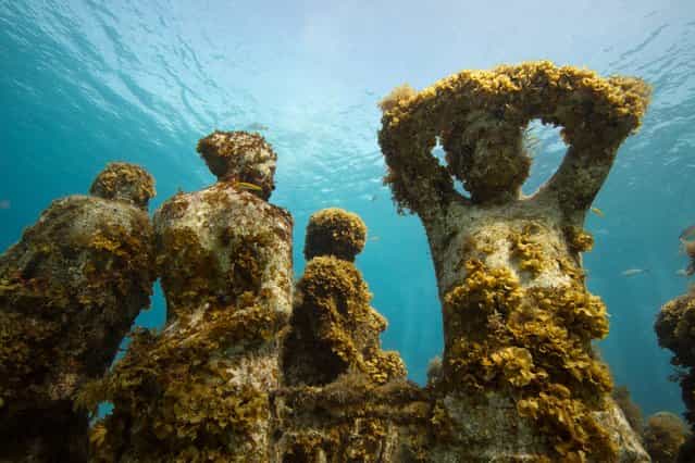 Monumental Underwater Museum MUSA; Jason deCaires Taylor; Silent Evolution