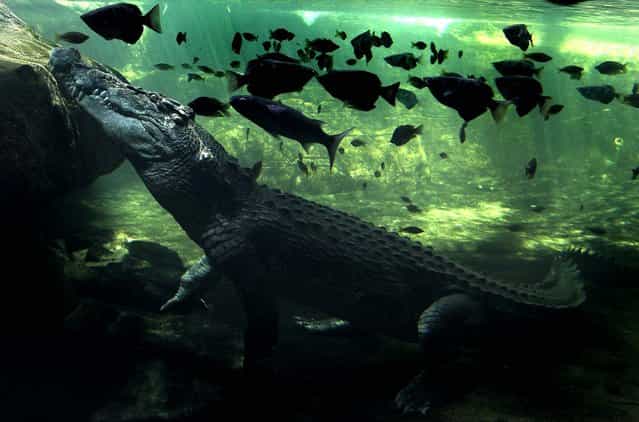 A 700kg crocodile called Rex calmly waits beneath the water to be fed after coming out of a three-month hibernation at the WILD LIFE zoo in Sydney, Australia, on October 3, 2012. (Photo by Rob Griffith/Associated Press)