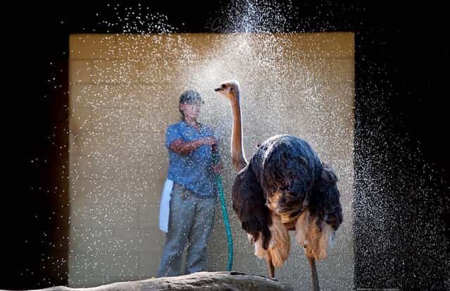 Zoo keeper Mandy Zachgo cools off Marzipan, a female ostrich, with a hose shower, a daily ritual on hot days at the zoom in Sacramento, October 2, 2012. (Photo by Randy Pench/The Sacramento Bee)