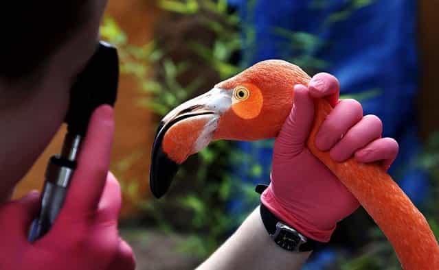 During an annual exam, a veterinarian uses a light to check on the eye of an American Flamingo at the Oklahoma City Zoo, on October 4, 2012. (Photo by Sue Ogrocki/Associated Press)
