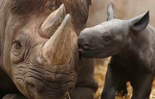 Ema Elsa, a nine-year-old Black Rhino, is nuzzled by her newborn calf in their enclosure at Chester Zoo in Chester, northern England October 5, 2012. The female calf which is less than 48 hours old will join an international breeding programme for the critically endangered species. (Photo by Phil Noble/Reuters)