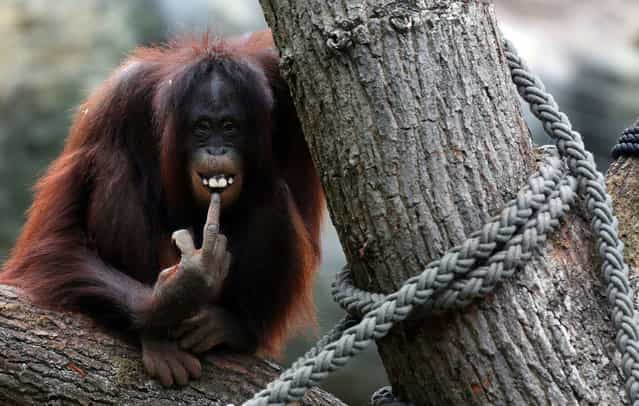A female orangutan sits on a tre in her enclosure a the Zoo in the northern German city of Rostock on October 5, 2012. (Photo by Jens Buttner/AFP Photo)