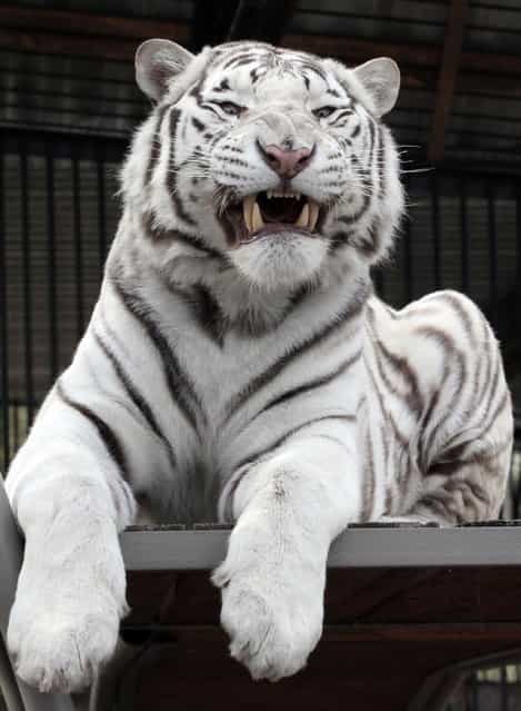 Khan, a 2-year-old male Bengali white tiger, growls inside a cage at the Royev Ruchey Zoo in Russia's Siberian city of Krasnoyarsk September 26, 2012. (Photo by Ilya Naymushin/Reuters)