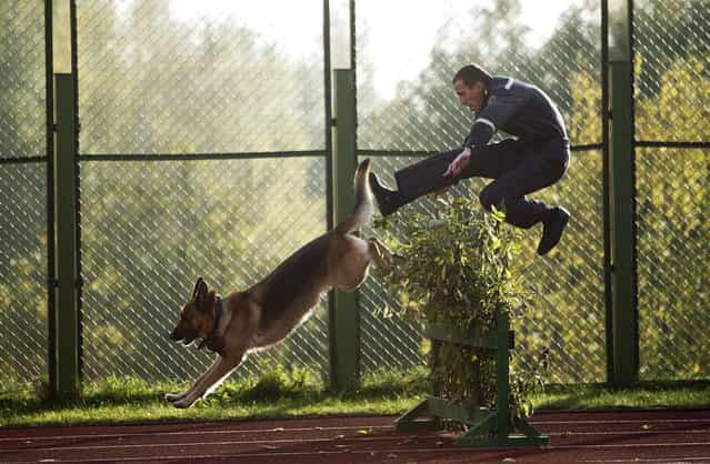 A Belarussian interior ministry officer jumps over an obstacle with his guard dog as they take part in a show of skills competition ahead of the ministry's 60th anniversary, at their base near the village of Gorany, some 32 km (20 miles) west of Minsk, October 4, 2012. (Photo by Vasily Fedosenko/Reuters)