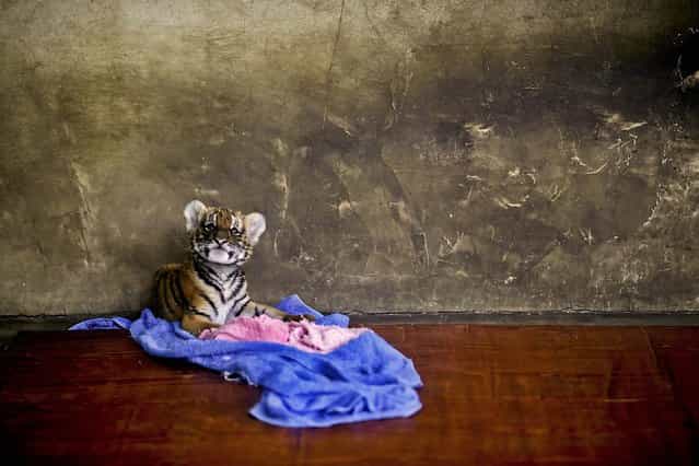 A tiger cub rests at a nursery room at the Shanghai Zoo in Shanghai, China, on October 4, 2012. (Photo by Eugene Hoshiko/Associated Press)