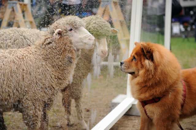 A curious dog stares at a flock of sheep at the US launch of HRH The Prince of Wales' Campaign For Wool at Bryant Park on September 27, 2012 in New York City. The Campaign, in the US for the first time, is to educate consumers about the natural benefits of wool and to promote wool-rich products to a national audience. (Photo by Bryan Bedder/Campaign For Wool)