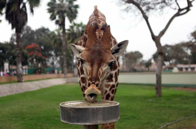 A giraffe in seen at the Zoo [Parque de Las Leyendas] in Lima September 27, 2012. (Photo by Lucero Del Castillo/Reuters)