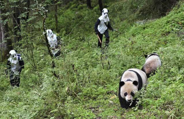 Researchers try to approach giant panda Taotao and its mother Caocao in Wolong National Nature Reserve in China October 7, 2012. Taotao and its mother Caocao were transferred down from a 2,100-meter high mountain to Hetaoping Research and Conservation Center for a health examination and to be prepared for reintroduction to the wild. Researchers wore panda costumes to ensure that the cub's environment was devoid of human influence, according to local media. (Photo by China Daily/Reuters)