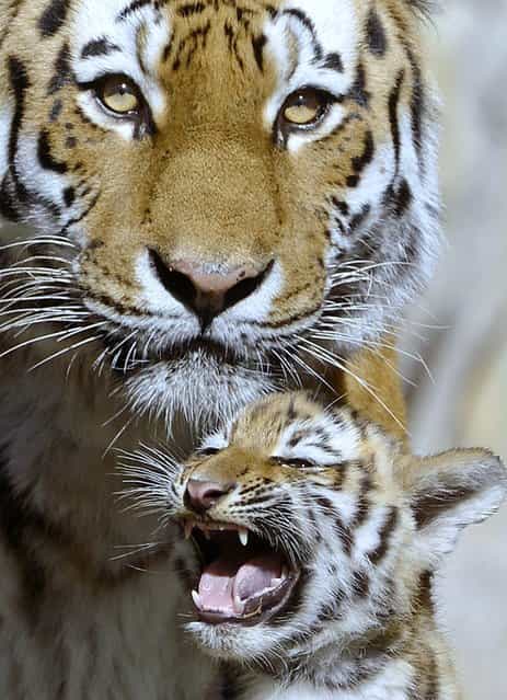 One of the Amur tiger twin cubs (Panthera tigris altaica) yawns near mother [Bella] during their first walks in the enclosure in the Leipzig Zoo in Leipzig, central Germany Sunday, September 30, 2012. Two Amur tiger babies were born on July 20, 2012. (Photo by Jens Meyer/AP Photo)