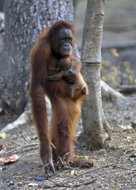 In this photo taken on Thursday, September 27, 2012, Tori, a female orangutan carries her baby at Satwa Taru Jurug Zoo in Solo, Central Java, Indonesia. Tori, known as one of the female orangutans which like to smoke cigaret that was given by Zoo visitors, gave birth to the baby on September 26, 2012. (Photo by AP Photo/Stringer)
